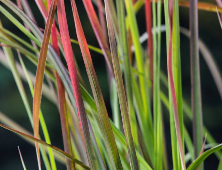 Schizachyrium scoparium 'Chameleon'